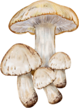 Mushroom