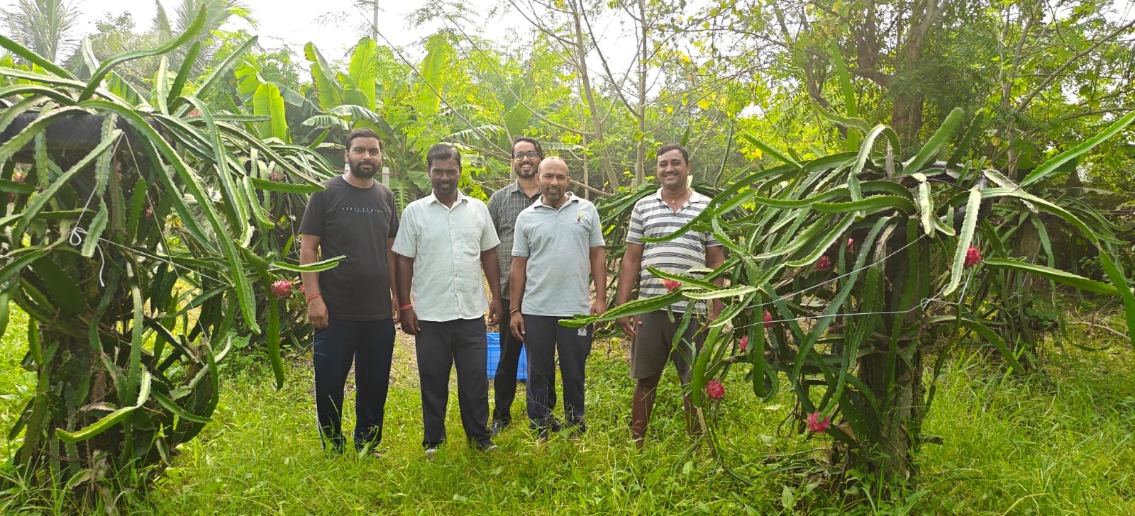Dragon-fruit cultivation and harvest