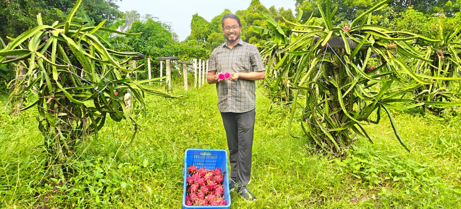 Dragon-fruit cultivation and harvest