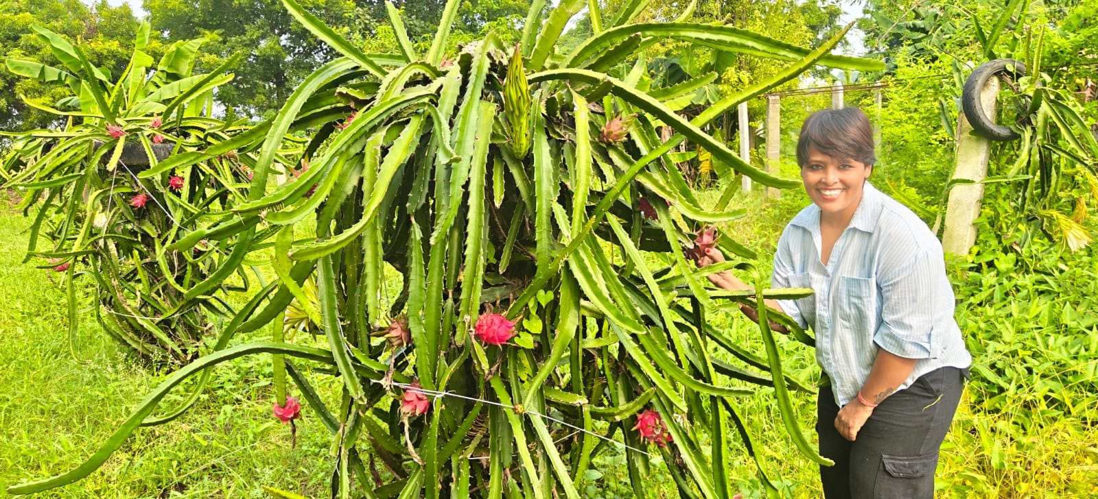 Dragon-fruit cultivation and harvest