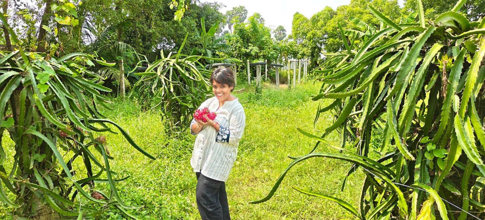 Dragon-fruit cultivation and harvest