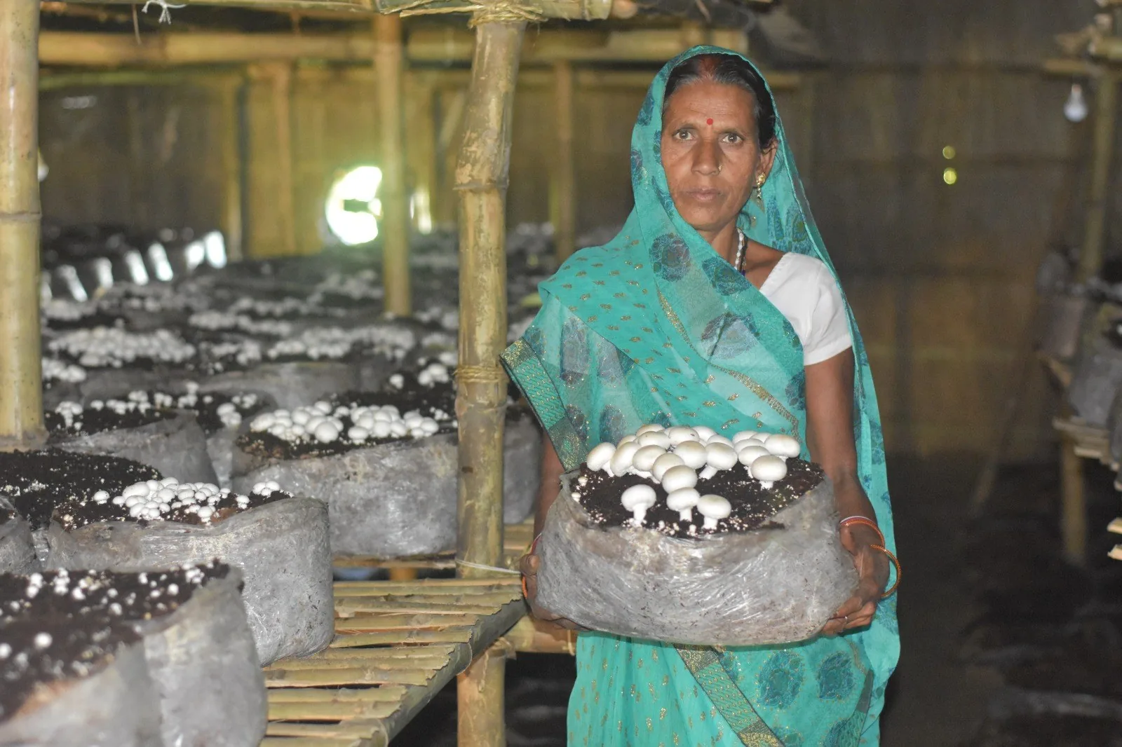 A woman holding a bag of freshly grown mushrooms inside a bamboo-supported cultivation hut