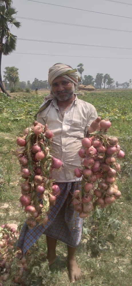 Onion Farming & Storage — programme photograph