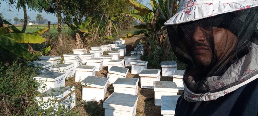 Beekeeping — programme photograph