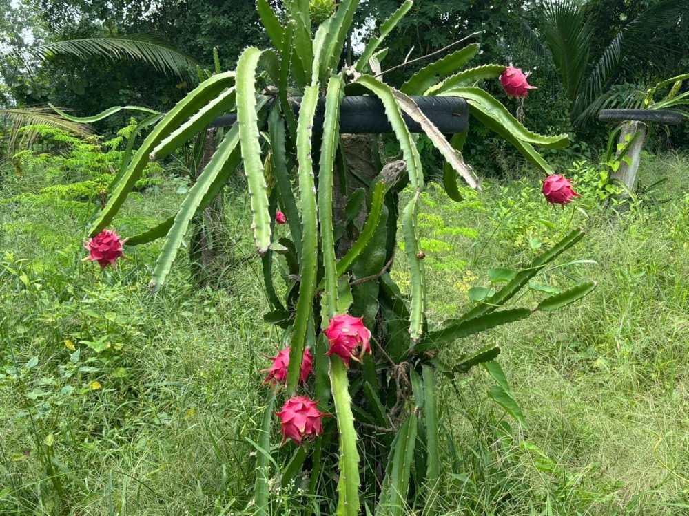Climate-Resilient Agriculture — programme photograph