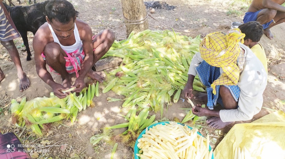 Climate-Resilient Agriculture — programme photograph